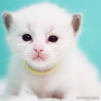 販売中の東京都のラグドール-119249の14枚目